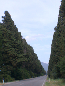 I cipressi di Bolgheri